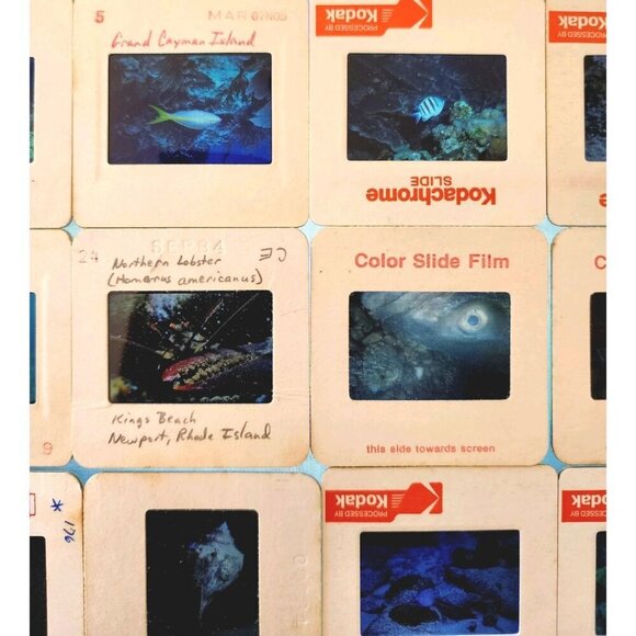 1980s 35mm Slide Film Frames Nautical Lot Of 100 Sea Life Fish Coral Vtg E50B - Picture 4 of 7